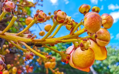 Gülle ağacı Shorea Robusta çiçek ağacı Rio de Janeiro Eyaleti Rio de Janeiro Brezilya 'da çiçekler kahverengi meyve ve mavi gökyüzü.