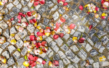 Gülle ağacı Shorea Robusta çiçek ağacı Rio de Janeiro Eyaleti Rio de Janeiro Brezilya 'da yerde çiçekler ve kahverengi meyvelerle.