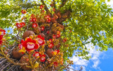 Gülle ağacı Shorea Robusta çiçek ağacı Rio de Janeiro Eyaleti Rio de Janeiro Brezilya 'da çiçekler kahverengi meyve ve mavi gökyüzü.
