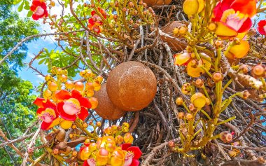Gülle ağacı Shorea Robusta çiçek ağacı Rio de Janeiro Eyaleti Rio de Janeiro Brezilya 'da çiçekler kahverengi meyve ve mavi gökyüzü.