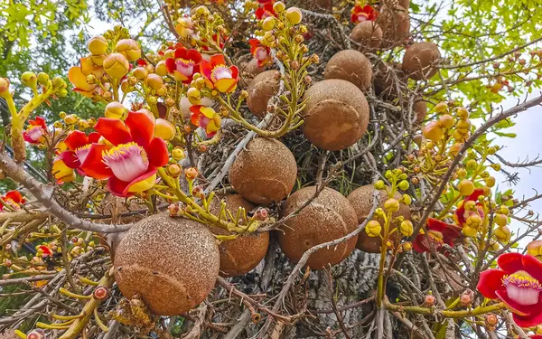 Gülle ağacı Shorea Robusta çiçek ağacı Rio de Janeiro Eyaleti Rio de Janeiro Brezilya 'da çiçekler ve kahverengi meyvelerle.