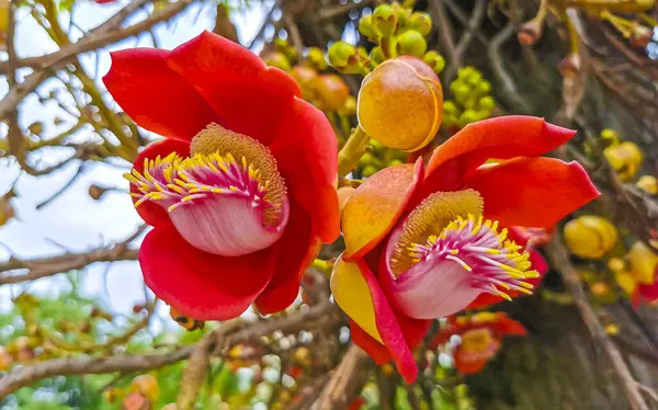 Gülle ağacı Shorea Robusta çiçek ağacı Rio de Janeiro Eyaleti Rio de Janeiro Brezilya 'da çiçekler ve kahverengi meyvelerle.