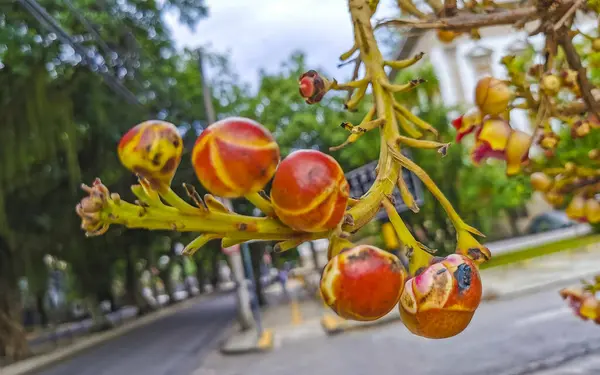 Gülle ağacı Shorea Robusta çiçek ağacı Rio de Janeiro Eyaleti Rio de Janeiro Brezilya 'da çiçekler ve kahverengi meyvelerle.