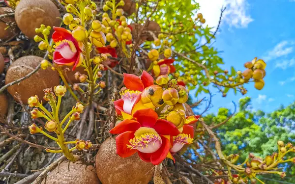 Gülle ağacı Shorea Robusta çiçek ağacı Rio de Janeiro Eyaleti Rio de Janeiro Brezilya 'da çiçekler kahverengi meyve ve mavi gökyüzü.