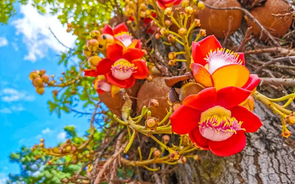 Gülle ağacı Shorea Robusta çiçek ağacı Rio de Janeiro Eyaleti Rio de Janeiro Brezilya 'da çiçekler kahverengi meyve ve mavi gökyüzü.