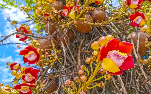 Gülle ağacı Shorea Robusta çiçek ağacı Rio de Janeiro Eyaleti Rio de Janeiro Brezilya 'da çiçekler kahverengi meyve ve mavi gökyüzü.