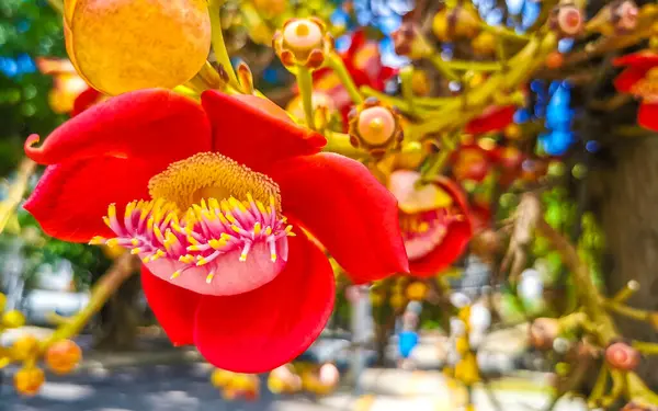 Gülle ağacı Shorea Robusta çiçek ağacı Rio de Janeiro Eyaleti Rio de Janeiro Brezilya 'da çiçekler ve kahverengi meyvelerle.