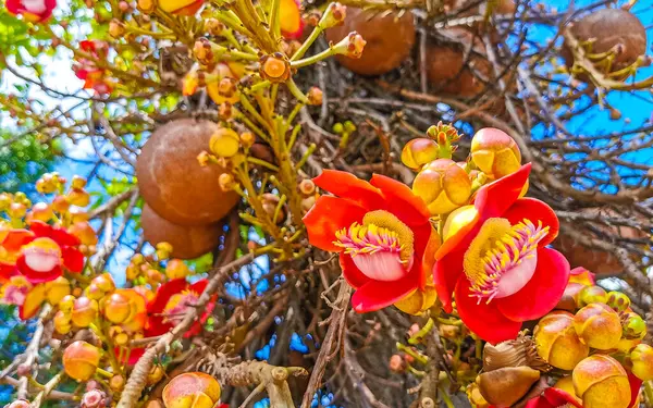 Gülle ağacı Shorea Robusta çiçek ağacı Rio de Janeiro Eyaleti Rio de Janeiro Brezilya 'da çiçekler kahverengi meyve ve mavi gökyüzü.
