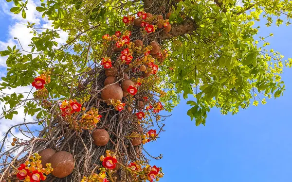 Gülle ağacı Shorea Robusta çiçek ağacı Rio de Janeiro Eyaleti Rio de Janeiro Brezilya 'da çiçekler kahverengi meyve ve mavi gökyüzü.