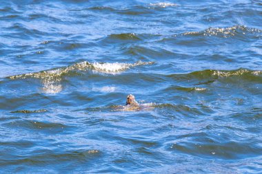 Rio de Janeiro Eyaleti Rio de Janeiro Brezilya 'da deniz kaplumbağaları soluklanmak için su yüzeyine yüzerler..