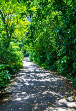 Rio de Janeiro eyaletinin Rio de Janeiro eyaletindeki dağlarda doğa yağmur ormanlarında yürüyüş yolu..