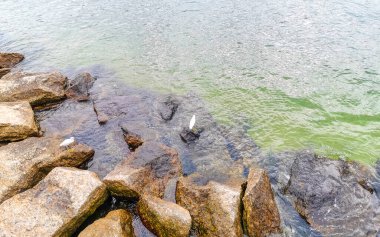 Rio de Janeiro Eyaleti Rio de Janeiro Brezilya 'da, Urca Red Beach Tropikal Cenneti Mavi Turkuaz Su Dalgaları Palmiye Ağaçları Kayalık Tepeler Kayalık Tepeler Sahil Kumu ve Beyaz Sahil Kumu.