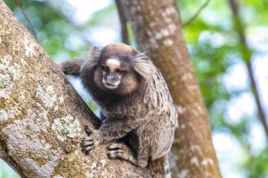 Marmoset Maymunları yeşil tropikal yağmur ormanlarında Rio de Janeiro Eyaleti Rio de Janeiro Brezilya 'da bir ağaca tırmanır..