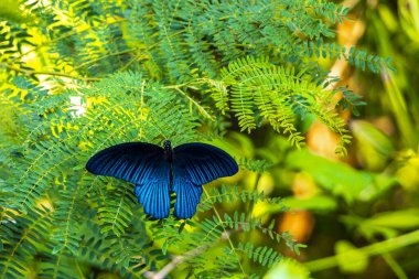 Güneydoğu Asya 'da Pattaya Bang Lamung Amphoe Chon Buri Tayland' da yeşil tropikal doğada güzel mavi kelebek.