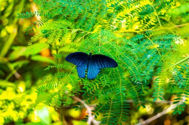 Güneydoğu Asya 'da Pattaya Bang Lamung Amphoe Chon Buri Tayland' da yeşil tropikal doğada güzel mavi kelebek.