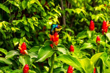 Pattaya Bang Lamung Amphoe Chon Buri Tayland, Güneydoğu Asya 'da kırmızı çiçekler üzerinde mavi renkli göbekli tropikal sinnirys güneş kuşu.