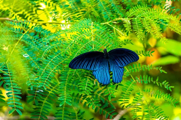Güneydoğu Asya 'da Pattaya Bang Lamung Amphoe Chon Buri Tayland' da yeşil tropikal doğada güzel mavi kelebek.