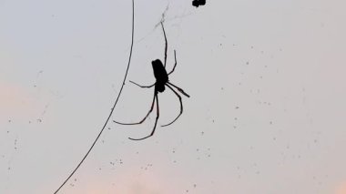 Büyük, dev bir örümcek nephila pilipes gölgede bir örümcek ağıyla gün batımında gökyüzü ve bulutlar Pattaya Bang Lamung Amphoe Chon Buri Tayland, Güneydoğu Asya.