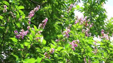 Güneydoğu Asya 'daki Pattaya Bang Lamung Amphoe Chon Buri Tayland' da küçük pembe çiçekleri ve çiçekleri olan tropik büyük bir ağaç..