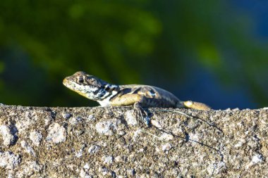 Rio de Janeiro Eyaleti Rio de Janeiro Brezilya 'daki tropikal yağmur ormanlarında bir kaya taşı üzerinde kertenkele kertenkele iguanası.
