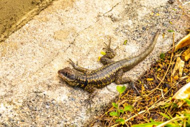 Rio de Janeiro Eyaleti Rio de Janeiro Brezilya 'daki tropikal yağmur ormanlarında bir kaya taşı üzerinde kertenkele kertenkele iguanası.