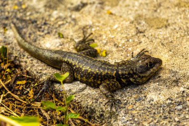 Rio de Janeiro Eyaleti Rio de Janeiro Brezilya 'daki tropikal yağmur ormanlarında bir kaya taşı üzerinde kertenkele kertenkele iguanası.