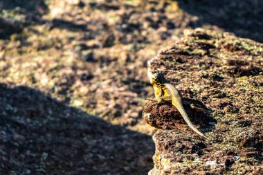 Rio de Janeiro Eyaleti Rio de Janeiro Brezilya 'daki tropikal yağmur ormanlarında bir kaya taşı üzerinde kertenkele kertenkele iguanası.