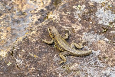 Rio de Janeiro Eyaleti Rio de Janeiro Brezilya 'daki tropikal yağmur ormanlarında bir kaya taşı üzerinde kertenkele kertenkele iguanası.