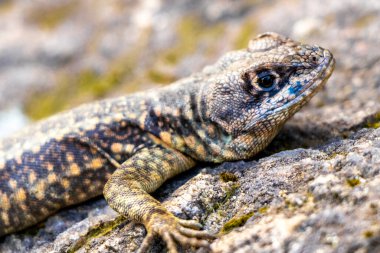 Rio de Janeiro Eyaleti Rio de Janeiro Brezilya 'daki tropikal yağmur ormanlarında bir kaya taşı üzerinde kertenkele kertenkele iguanası.
