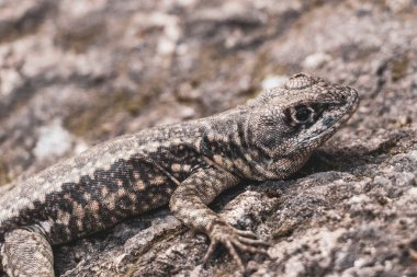 Rio de Janeiro Eyaleti Rio de Janeiro Brezilya 'daki tropikal yağmur ormanlarında bir kaya taşı üzerinde kertenkele kertenkele iguanası.