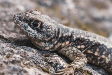 Rio de Janeiro Eyaleti Rio de Janeiro Brezilya 'daki tropikal yağmur ormanlarında bir kaya taşı üzerinde kertenkele kertenkele iguanası.