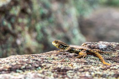 Rio de Janeiro Eyaleti Rio de Janeiro Brezilya 'daki tropikal yağmur ormanlarında bir kaya taşı üzerinde kertenkele kertenkele iguanası.