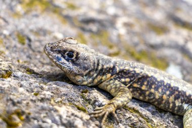 Rio de Janeiro Eyaleti Rio de Janeiro Brezilya 'daki tropikal yağmur ormanlarında bir kaya taşı üzerinde kertenkele kertenkele iguanası.