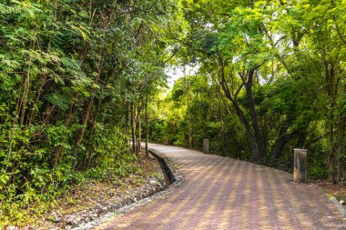 Pattaya Bang Lamung Amphoe Chon Buri Tayland 'daki Pattaya Tamnak Dağı tropikal doğada parkta yürüyüş yolu.