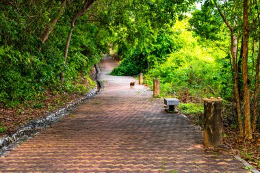 Pattaya Bang Lamung Amphoe Chon Buri Tayland 'daki Pattaya Tamnak Dağı tropikal doğada parkta yürüyüş yolu.