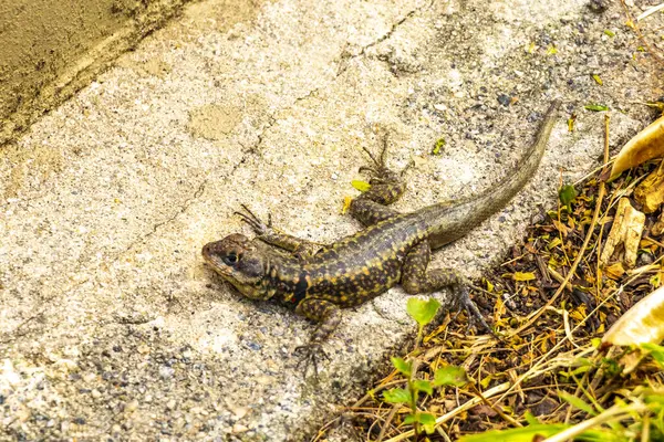 Rio de Janeiro Eyaleti Rio de Janeiro Brezilya 'daki tropikal yağmur ormanlarında bir kaya taşı üzerinde kertenkele kertenkele iguanası.