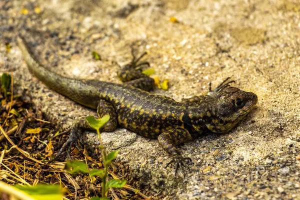 Rio de Janeiro Eyaleti Rio de Janeiro Brezilya 'daki tropikal yağmur ormanlarında bir kaya taşı üzerinde kertenkele kertenkele iguanası.