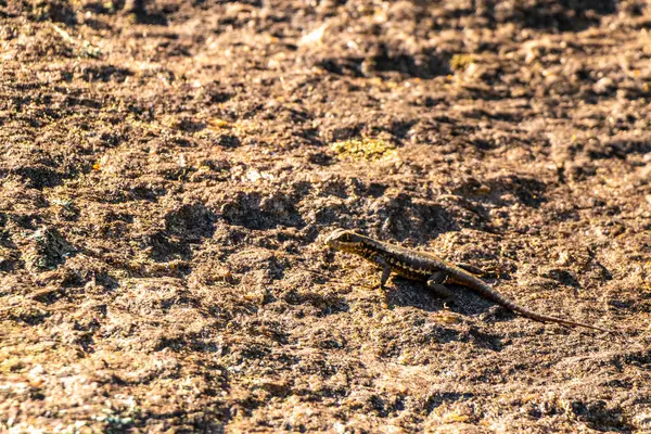 Rio de Janeiro Eyaleti Rio de Janeiro Brezilya 'daki tropikal yağmur ormanlarında bir kaya taşı üzerinde kertenkele kertenkele iguanası.