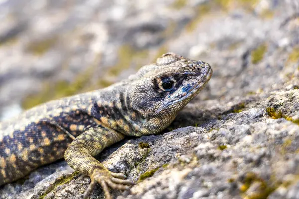 Rio de Janeiro Eyaleti Rio de Janeiro Brezilya 'daki tropikal yağmur ormanlarında bir kaya taşı üzerinde kertenkele kertenkele iguanası.