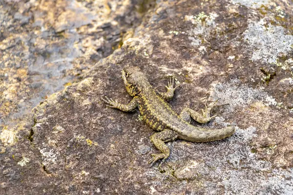 Rio de Janeiro Eyaleti Rio de Janeiro Brezilya 'daki tropikal yağmur ormanlarında bir kaya taşı üzerinde kertenkele kertenkele iguanası.