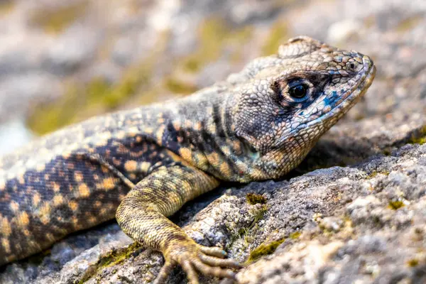 Rio de Janeiro Eyaleti Rio de Janeiro Brezilya 'daki tropikal yağmur ormanlarında bir kaya taşı üzerinde kertenkele kertenkele iguanası.