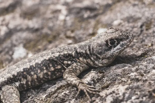 Rio de Janeiro Eyaleti Rio de Janeiro Brezilya 'daki tropikal yağmur ormanlarında bir kaya taşı üzerinde kertenkele kertenkele iguanası.