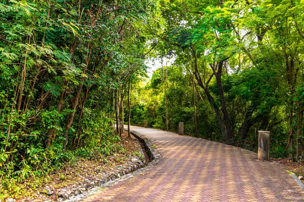 Pattaya Bang Lamung Amphoe Chon Buri Tayland 'daki Pattaya Tamnak Dağı tropikal doğada parkta yürüyüş yolu.