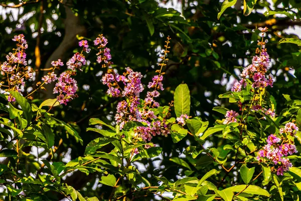 Güneydoğu Asya 'daki Pattaya Bang Lamung Amphoe Chon Buri Tayland' da küçük pembe çiçekleri ve çiçekleri olan tropik büyük bir ağaç..