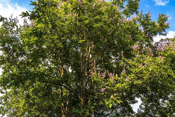 Güneydoğu Asya 'daki Pattaya Bang Lamung Amphoe Chon Buri Tayland' da küçük pembe çiçekleri ve çiçekleri olan tropik büyük bir ağaç..