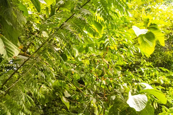 Güneydoğu Asya 'da Pattaya Bang Lamung Amphoe Chon Buri Tayland' da çeşitli bitki ve ağaçlarla tropikal doğa yağmur ormanları.