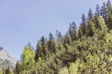 Dağ ve Alp tepeleri manzara dağları ve kayalar yeşil tarlalar ormanlar köknar ağaçları doğa ve mavi gökyüzü Alp Imst Tyrol Avusturya.