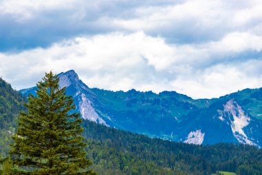 Dağ ve Alp Tepesi manzara dağları ve kayalar yeşil tarlalarıyla manzara ormanı köknar ağaçları doğa ve Alpler 'deki bulutlu mavi gökyüzü Tyrol Avusturya.
