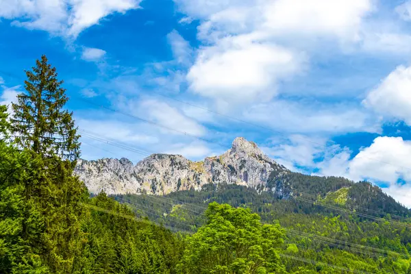 Saeugling dağı ve Alp tepesi zirvesi manzara dağları ve kayalar yeşil tarlalı panorama köknar ağaçları doğa ve mavi gökyüzü Alpler 'de Reutte Tyrol Avusturya.