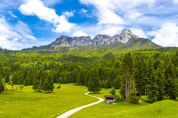 Saeugling dağı ve Alp tepesi zirvesi manzara dağları ve kayalar yeşil tarlalı panorama köknar ağaçları doğa ve mavi gökyüzü Alpler 'de Reutte Tyrol Avusturya.